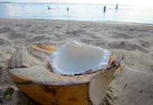 Coconut Oil Helps You Loose Weight