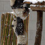 cute-animals-panda-helping-lifting-climb-playing-pics