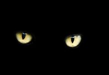 13 Superstitions for Friday 13th