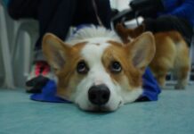 Top 6 Dog Friendly Pubs and cafés in Brighton