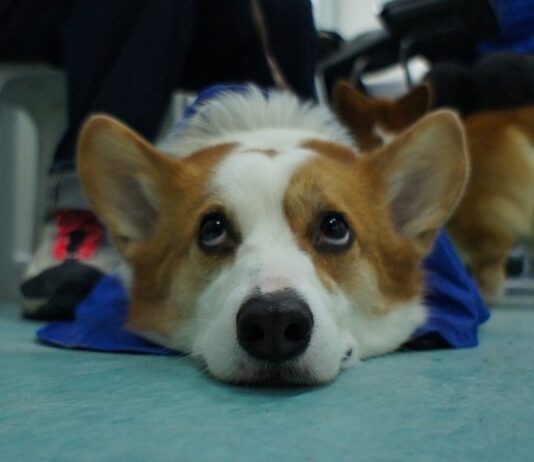 Top 6 Dog Friendly Pubs and cafés in Brighton