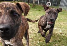 Wadars to the Rescue – 999 for Animals in Need