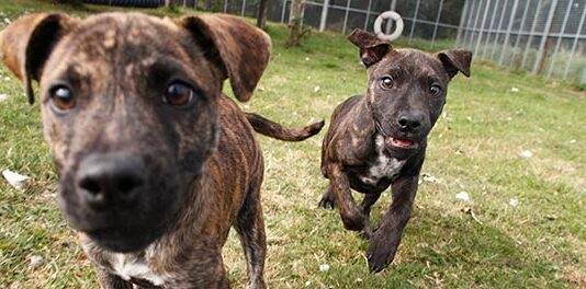 Wadars to the Rescue – 999 for Animals in Need