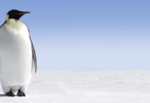 Why We Should Care About Penguin Awareness Day