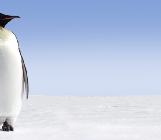 Why We Should Care About Penguin Awareness Day
