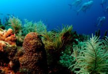 Secrets of the Reef to Make its World Debut in March