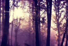 There Is Only Light