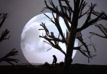 Loves The Creative Challenge Of Cardboard – Brighton Artist Louise Dennis