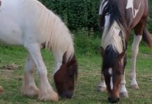 Good News! Brighton’s Getting New Ponies