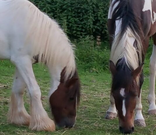 Good News! Brighton’s Getting New Ponies