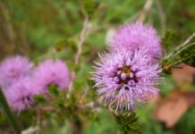 Free Cookery and Gardening Sessions For Dementia Sufferers Garden