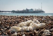 Dog Owners, Beware! Dangerous Palm Oil Has Washed Up In Brighton
