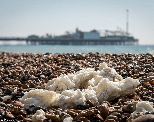 Dog Owners, Beware! Dangerous Palm Oil Has Washed Up In Brighton