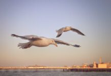 Should Seagulls Be Culled? Parliament to Debate ‘Aggressive’ Birds Seagulls