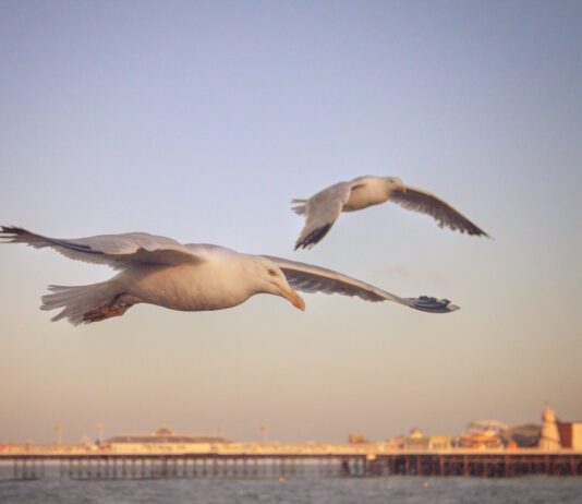 Should Seagulls Be Culled? Parliament to Debate ‘Aggressive’ Birds Seagulls