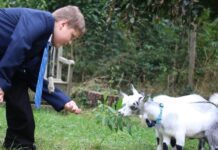 This Brighton School Has Tweeting Goats