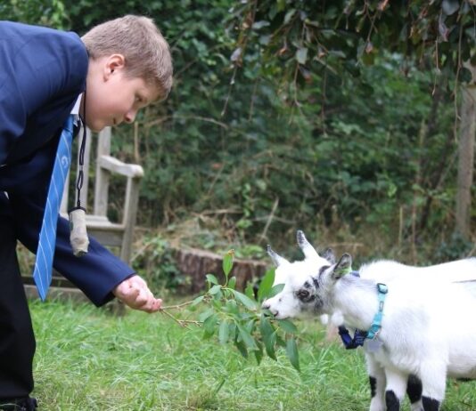 This Brighton School Has Tweeting Goats