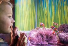 Everything Going on at Brighton Sea Life in 2017