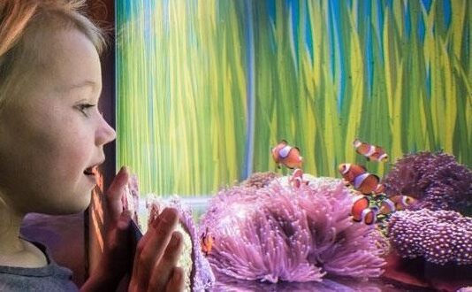 Everything Going on at Brighton Sea Life in 2017