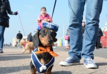 Do You Have the Best Dressed Pooch in Brighton? A dog taking part in Pooches on the Prom