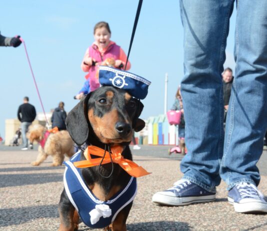 Do You Have the Best Dressed Pooch in Brighton? A dog taking part in Pooches on the Prom