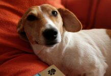 Scrabble Is Officially Brighton and Hove’s Dog In Residence
