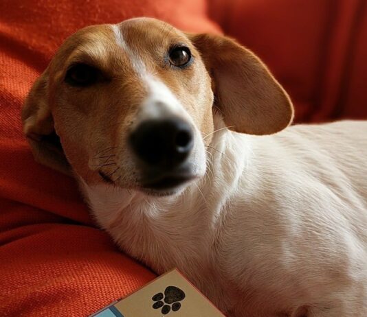 Scrabble Is Officially Brighton and Hove’s Dog In Residence