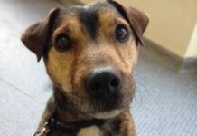Oscars Story- Doggo In Need Of a Second Chance