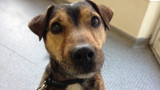 Oscars Story- Doggo In Need Of a Second Chance