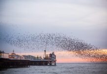 The Best Photo Opportunities in Brighton