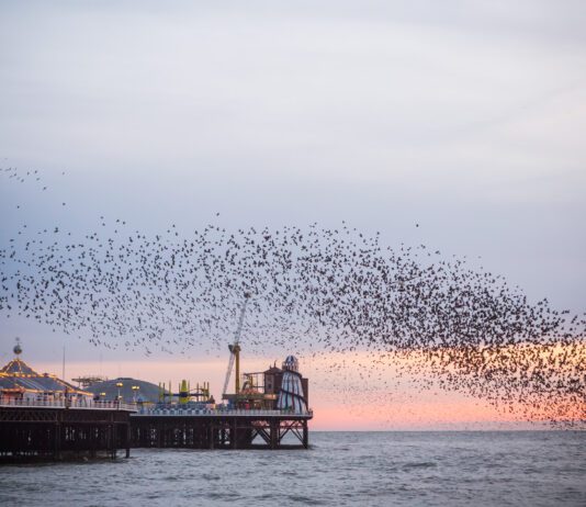 The Best Photo Opportunities in Brighton