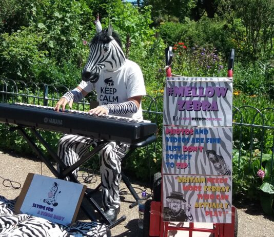 Who Knew Zebras Could Play The Piano! Meet Vadim Petrov!