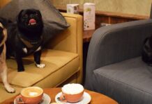 Fancy Having A Puguccino With Your Beloved Four-Legged Friend?