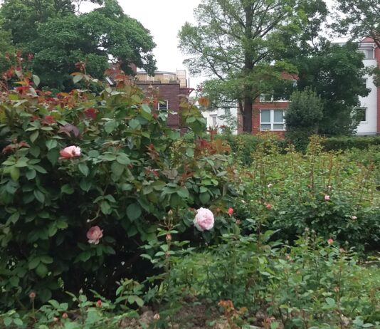 Brighton And Hove Parks Awarded For Excellence!