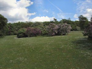 Via: Shrubs and Trees in Withdean Park 