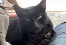 International Cat Day: Adopting Cats In Brighton