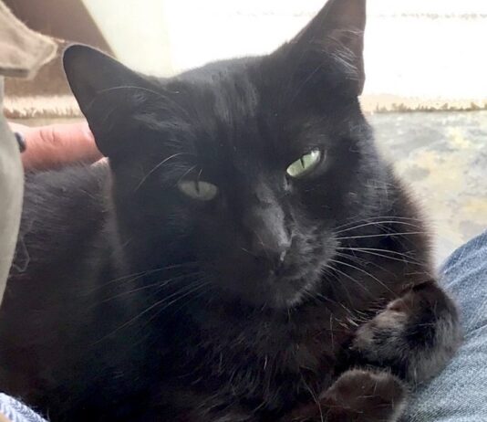 International Cat Day: Adopting Cats In Brighton