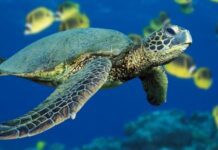 Flights To Gatwick Delayed By Turtles