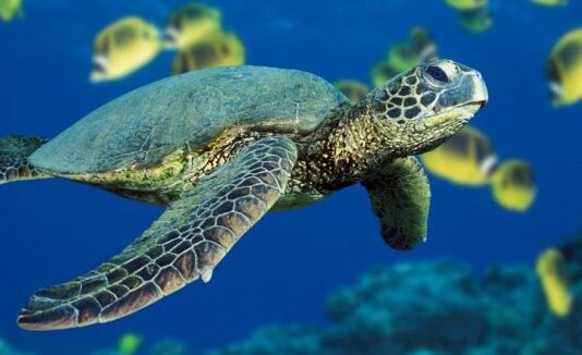 Flights To Gatwick Delayed By Turtles
