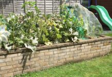Beginners Guide to Vegetable Patches