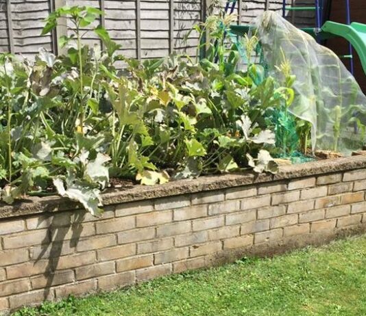 Beginners Guide to Vegetable Patches