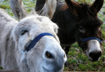 Safe Haven For Donkeys Auction