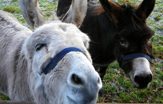 Safe Haven For Donkeys Auction