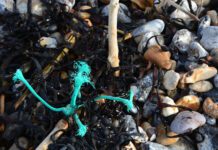 ‘Plastic Free Pledge’ Campaign Seeks to Reduce Use of Plastic in Brighton