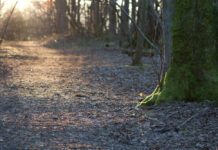 Felled Elm Trees in ‘At Risk’ Stanmer Park Given New Lease of Life in £3.8m Project