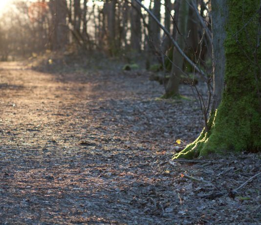 Felled Elm Trees in ‘At Risk’ Stanmer Park Given New Lease of Life in £3.8m Project