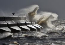 Woman and Dog “Very Lucky” Following Rough Sea Rescue