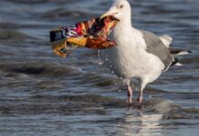 Weekend Feature-Why plastic pollution treaty talks ended in disagreement and deadlock