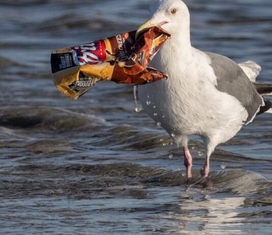 Weekend Feature-Why plastic pollution treaty talks ended in disagreement and deadlock