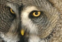 Free Event – Big Garden Birdwatch at St Anne Well’s Gardens